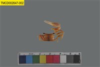 藏品(糾結南方招潮蟹)的圖片